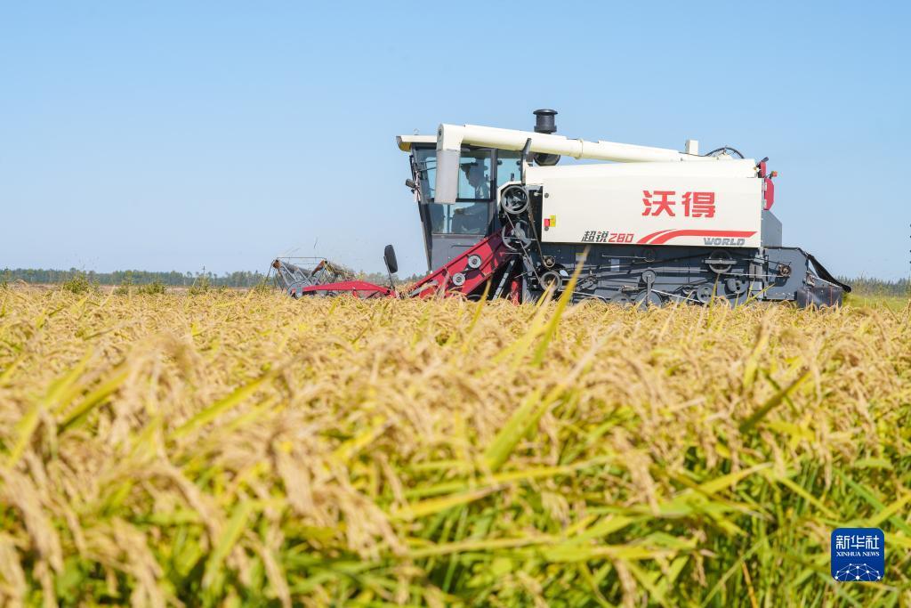 大巴黎菠菜